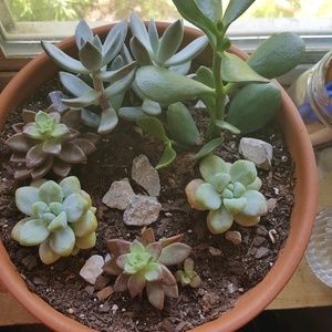 Meet your Posher, Samantha